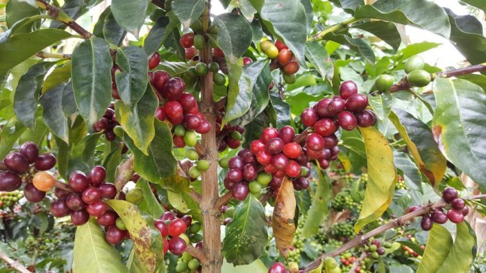 visit coffee plantation colombia