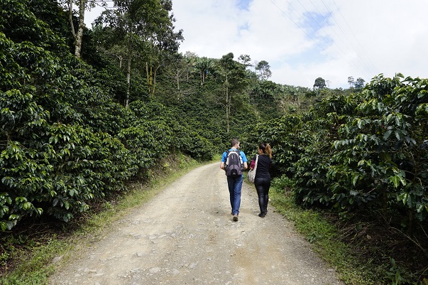 visit coffee plantation colombia