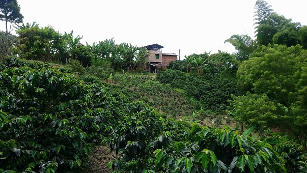 visit coffee plantation colombia